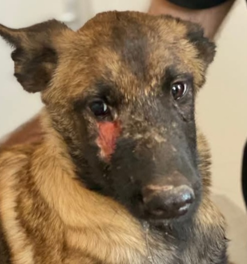 Soins maltraitance chiot