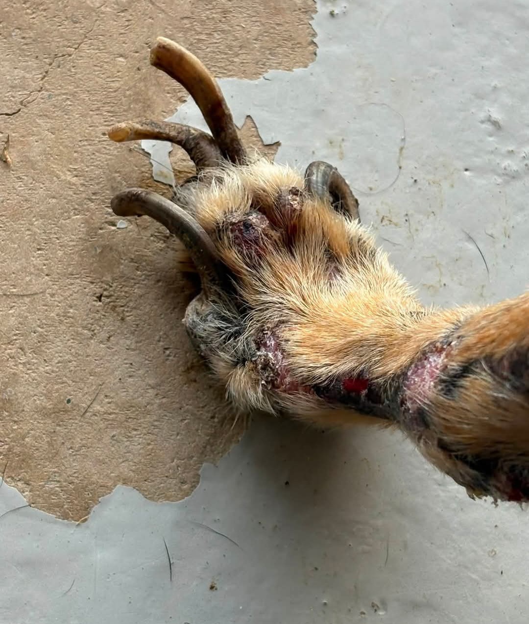 Soins pattes et griffes maltraitance